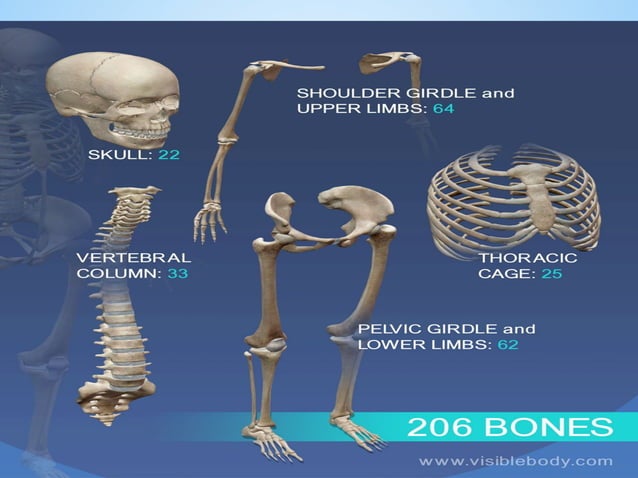 MUSCULOSKELETAL SYSTEM ANATOMY AND FUNCTIONS visual data 6