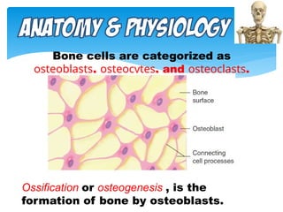 MUSCULOSKELETAL SYSTEM iin human anatomic resep.pptx