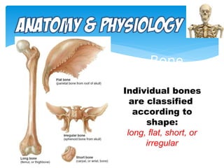 Human Bone Triangular Like MUSCULOSKELETAL SYSTEM iin human anatomic resep.pptx