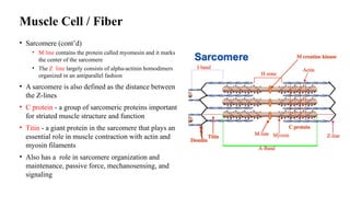 M Line Structure Comprehensive Overview of the Human Musculoskeletal System and Skeletal ...