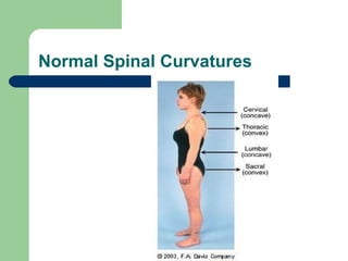 Normal Spinal Curvatures 