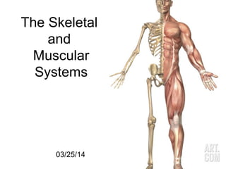 Skeletal and Muscular System | PPT