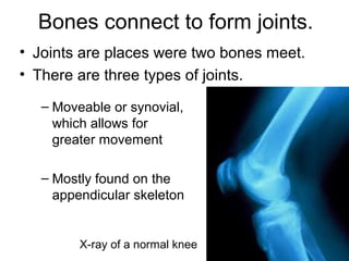 Bones connect to form joints.
– Moveable or synovial,
which allows for
greater movement
– Mostly found on the
appendicular skeleton
• Joints are places were two bones meet.
• There are three types of joints.
X-ray of a normal knee
 
