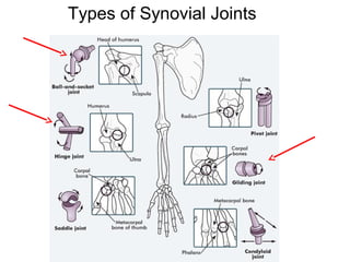 Types of Synovial Joints
 