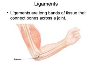 • Ligaments are long bands of tissue that
connect bones across a joint.
ligament
Ligaments
 