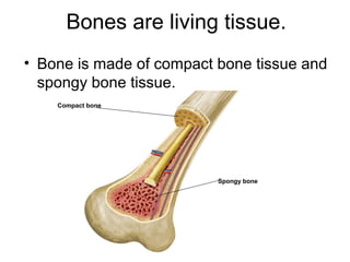 Bones are living tissue.
• Bone is made of compact bone tissue and
spongy bone tissue.
Compact bone
Spongy bone
 