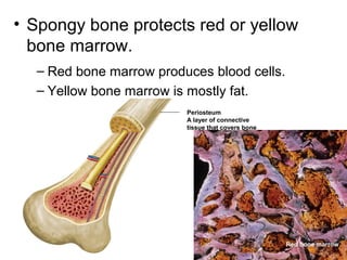 • Spongy bone protects red or yellow
bone marrow.
– Red bone marrow produces blood cells.
– Yellow bone marrow is mostly fat.
Periosteum
A layer of connective
tissue that covers bone
Red bone marrow
 