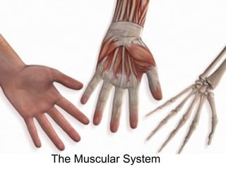 The Muscular System
 