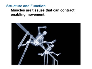 Structure and Function
Muscles are tissues that can contract,
enabling movement.
 