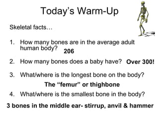 Today’s Warm-Up
Skeletal facts…
1. How many bones are in the average adult
human body?
2. How many bones does a baby have?
3. What/where is the longest bone on the body?
4. What/where is the smallest bone in the body?
206
The “femur” or thighbone
3 bones in the middle ear- stirrup, anvil & hammer
 