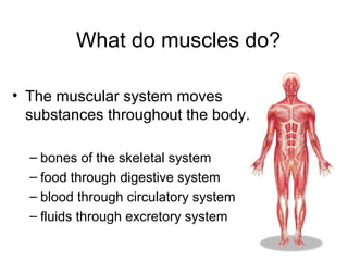 What do muscles do?
• The muscular system moves
substances throughout the body.
– bones of the skeletal system
– food through digestive system
– blood through circulatory system
– fluids through excretory system
 