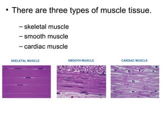 – skeletal muscle
• There are three types of muscle tissue.
SKELETAL MUSCLE CARDIAC MUSCLESMOOTH MUSCLE
– smooth muscle
– cardiac muscle
 