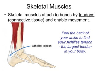 Skeletal Muscles
• Skeletal muscles attach to bones by tendons
(connective tissue) and enable movement.
Feel the back of
your ankle to find
your Achilles tendon
- the largest tendon
in your body.
 