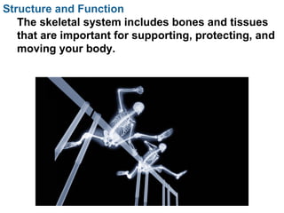 Structure and Function
The skeletal system includes bones and tissues
that are important for supporting, protecting, and
moving your body.
 