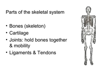 Parts of the skeletal system
• Bones (skeleton)
• Cartilage
• Joints: hold bones together
& mobility
• Ligaments & Tendons
 