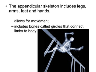• The appendicular skeleton includes legs,
arms, feet and hands.
– allows for movement
– includes bones called girdles that connect
limbs to body
 