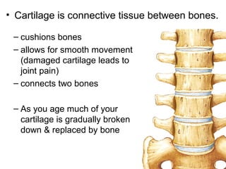 – cushions bones
– allows for smooth movement
(damaged cartilage leads to
joint pain)
– connects two bones
– As you age much of your
cartilage is gradually broken
down & replaced by bone
• Cartilage is connective tissue between bones.
 