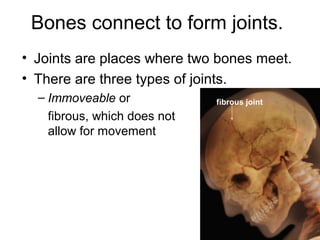 Bones connect to form joints.
• Joints are places where two bones meet.
• There are three types of joints.
– Immoveable or
fibrous, which does not
allow for movement
fibrous joint
 
