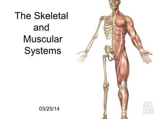 03/25/14
1
The Skeletal
and
Muscular
Systems
 