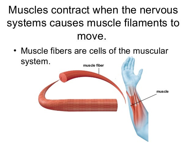 skeletal and muscular system how the nervous system works with the muscular system
