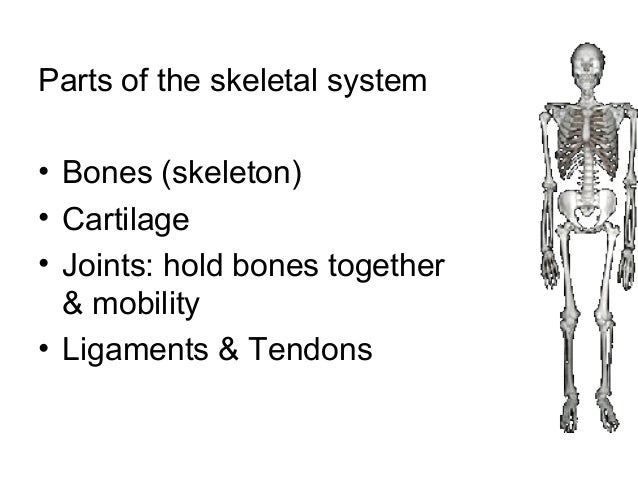 Skeletal and Muscular System