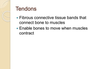 Tendons
 Fibrous connective tissue bands that
connect bone to muscles
 Enable bones to move when muscles
contract
 