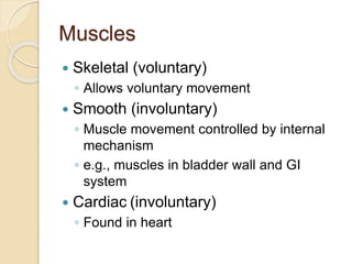 Muscles
 Skeletal (voluntary)
◦ Allows voluntary movement
 Smooth (involuntary)
◦ Muscle movement controlled by internal
mechanism
◦ e.g., muscles in bladder wall and GI
system
 Cardiac (involuntary)
◦ Found in heart
 