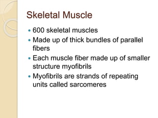 Skeletal Muscle
 600 skeletal muscles
 Made up of thick bundles of parallel
fibers
 Each muscle fiber made up of smaller
structure myofibrils
 Myofibrils are strands of repeating
units called sarcomeres
 
