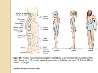 Musculoskeletal System lecture 3.ppt