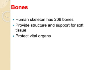 Bones
 Human skeleton has 206 bones
 Provide structure and support for soft
tissue
 Protect vital organs
 