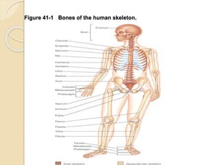 Figure 41-1 Bones of the human skeleton.
 