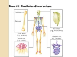 Figure 41-2 Classification of bones by shape.
 