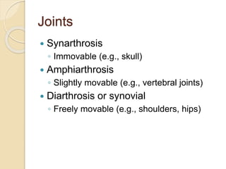 Joints
 Synarthrosis
◦ Immovable (e.g., skull)
 Amphiarthrosis
◦ Slightly movable (e.g., vertebral joints)
 Diarthrosis or synovial
◦ Freely movable (e.g., shoulders, hips)
 