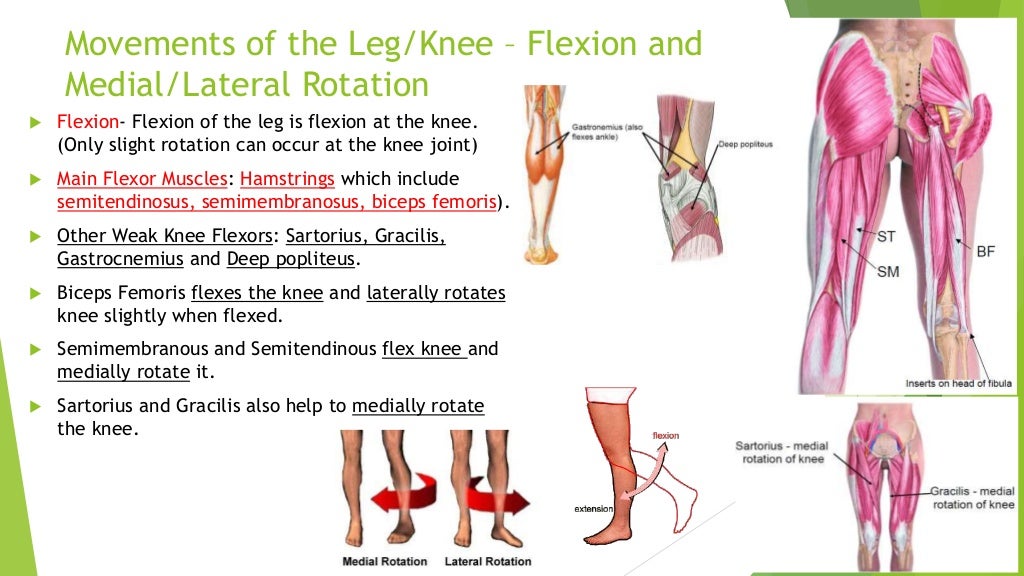 Musculoskeletal system movements of the lower limb technologies