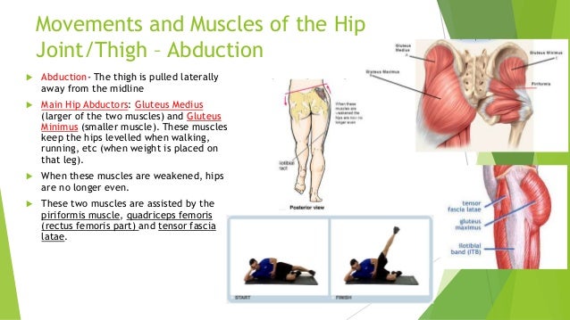 Musculoskeletal system – movements of the lower limb technologies