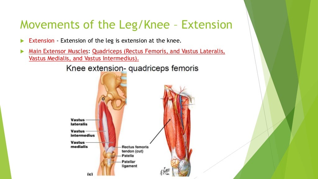 Musculoskeletal system movements of the lower limb technologies