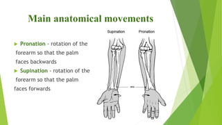 Supination Main Musculoskeletal system swetha | PPTX