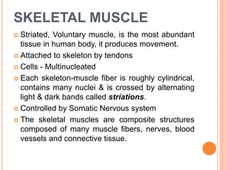 SKELETAL MUSCLE
 Striated, Voluntary muscle, is the most abundant
tissue in human body, it produces movement.
 Attached to skeleton by tendons
 Cells - Multinucleated
 Each skeleton-muscle fiber is roughly cylindrical,
contains many nuclei & is crossed by alternating
light & dark bands called striations.
 Controlled by Somatic Nervous system
 The skeletal muscles are composite structures
composed of many muscle fibers, nerves, blood
vessels and connective tissue.
 