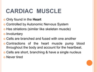 CARDIAC MUSCLE
 Only found in the Heart
 Controlled by Autonomic Nervous System
 Has striations (similar like skeletan muscle)
 Involuntary
 Cells are branched and fused with one another
 Contractions of the heart muscle pump blood
throughout the body and account for the heartbeat.
 Cells are short, branching & have a single nucleus
 Never tired
 