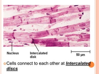 Cells connect to each other at Intercalated
discs
 