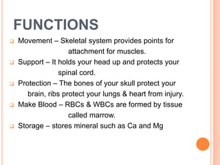 FUNCTIONS
 Movement – Skeletal system provides points for
attachment for muscles.
 Support – It holds your head up and protects your
spinal cord.
 Protection – The bones of your skull protect your
brain, ribs protect your lungs & heart from injury.
 Make Blood – RBCs & WBCs are formed by tissue
called marrow.
 Storage – stores mineral such as Ca and Mg
 