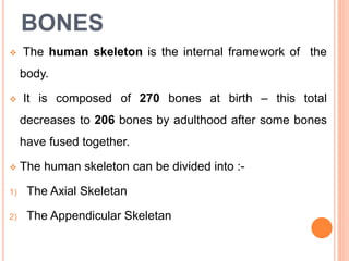 BONES
 The human skeleton is the internal framework of the
body.
 It is composed of 270 bones at birth – this total
decreases to 206 bones by adulthood after some bones
have fused together.
 The human skeleton can be divided into :-
1) The Axial Skeletan
2) The Appendicular Skeletan
 