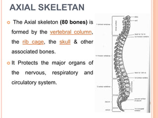 AXIAL SKELETAN
 The Axial skeleton (80 bones) is
formed by the vertebral column,
the rib cage, the skull & other
associated bones.
 It Protects the major organs of
the nervous, respiratory and
circulatory system.
 