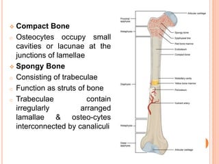  Compact Bone
o Osteocytes occupy small
cavities or lacunae at the
junctions of lamellae
 Spongy Bone
o Consisting of trabeculae
o Function as struts of bone
o Trabeculae contain
irregularly arranged
lamallae & osteo-cytes
interconnected by canaliculi
 