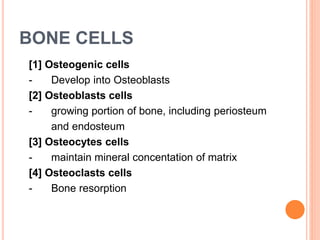 BONE CELLS
[1] Osteogenic cells
- Develop into Osteoblasts
[2] Osteoblasts cells
- growing portion of bone, including periosteum
and endosteum
[3] Osteocytes cells
- maintain mineral concentation of matrix
[4] Osteoclasts cells
- Bone resorption
 