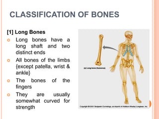 CLASSIFICATION OF BONES
[1] Long Bones
 Long bones have a
long shaft and two
distinct ends
 All bones of the limbs
{except patella, wrist &
ankle}
 The bones of the
fingers
 They are usually
somewhat curved for
strength
 