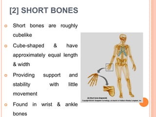 [2] SHORT BONES
 Short bones are roughly
cubelike
 Cube-shaped & have
approximately equal length
& width
 Providing support and
stability with little
movement
 Found in wrist & ankle
bones
 