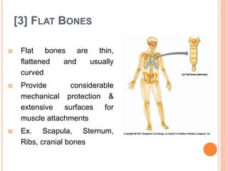 [3] FLAT BONES
 Flat bones are thin,
flattened and usually
curved
 Provide considerable
mechanical protection &
extensive surfaces for
muscle attachments
 Ex. Scapula, Sternum,
Ribs, cranial bones
 