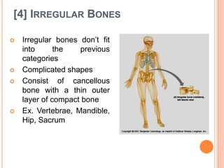 [4] IRREGULAR BONES
 Irregular bones don’t fit
into the previous
categories
 Complicated shapes
 Consist of cancellous
bone with a thin outer
layer of compact bone
 Ex. Vertebrae, Mandible,
Hip, Sacrum
 