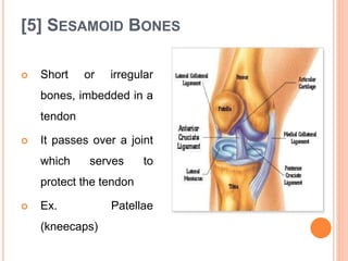 [5] SESAMOID BONES
 Short or irregular
bones, imbedded in a
tendon
 It passes over a joint
which serves to
protect the tendon
 Ex. Patellae
(kneecaps)
 